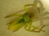 Micrommata virescens